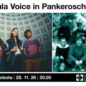 Plakat: ✨Koala Voice in Pankeroschi – 11. rojstni dan✨